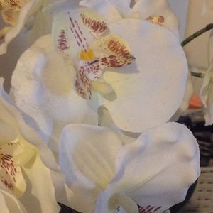 Meet your Posher, Myroslava